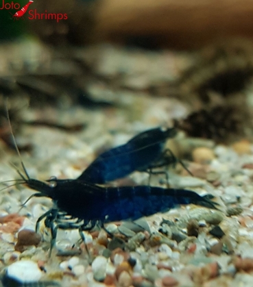 Preview: Royal Blue Tiger